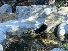 Dryobates albolarvatus