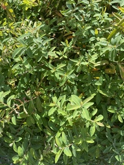 Hypericum walteri