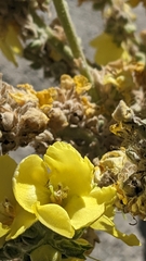 Verbascum songaricum