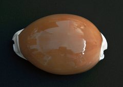 Callistocypraea aurantium