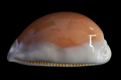 Callistocypraea aurantium