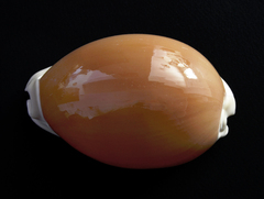 Callistocypraea aurantium