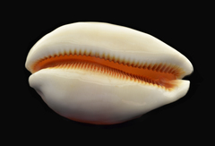 Callistocypraea aurantium