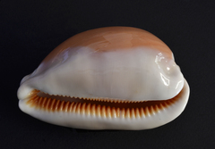 Callistocypraea aurantium