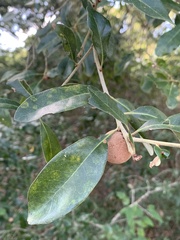 Disholcaspis cinerosa