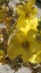 Verbascum songaricum