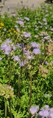 Apis mellifera