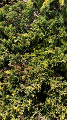 Juniperus horizontalis