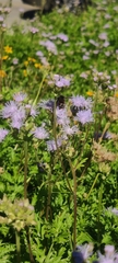 Apis mellifera