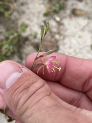 Oenothera suffulta