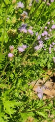 Apis mellifera