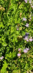 Apis mellifera