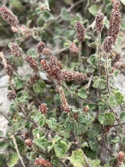 Acalypha monostachya