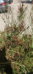 Magnoliopsida