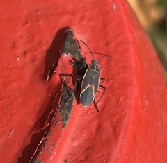 Boisea trivittata