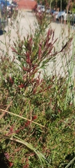 Magnoliopsida