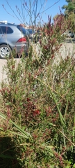 Magnoliopsida