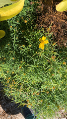 Coreopsis verticillata