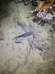 Lepomis gulosus