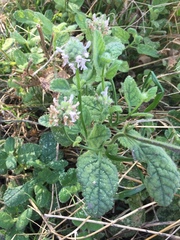 Stachys pycnantha