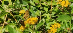 Hylephila phyleus