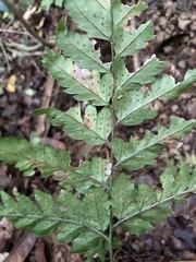 Polystichopsis chaerophylloides