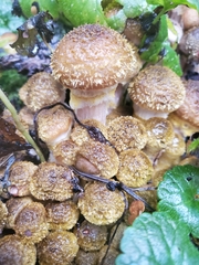 Fungi