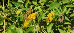 Hylephila phyleus