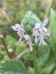 Stachys pycnantha