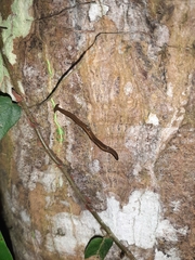 Bipalium