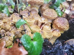 Fungi