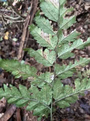 Polystichopsis chaerophylloides