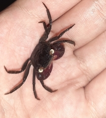 Geosesarma noduliferum