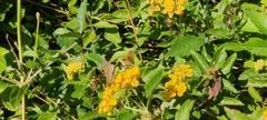 Hylephila phyleus
