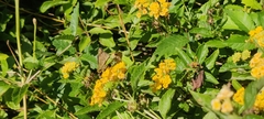 Hylephila phyleus