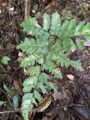 Polystichopsis chaerophylloides