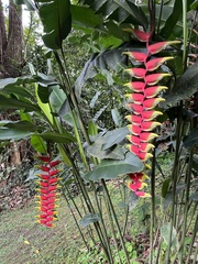 Heliconia rostrata