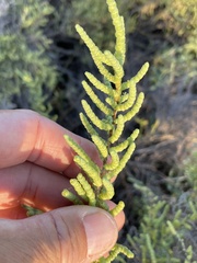 Allenrolfea occidentalis