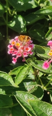 Hylephila phyleus