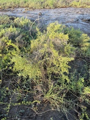 Allenrolfea occidentalis