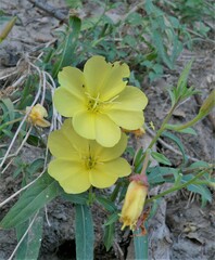Oenothera primiveris