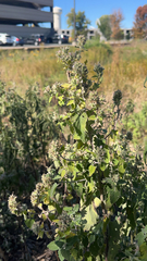 Nepeta cataria