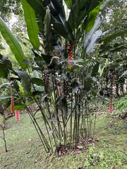 Heliconia rostrata