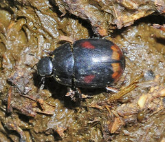 Sphaeridium scarabaeoides