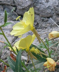 Oenothera primiveris
