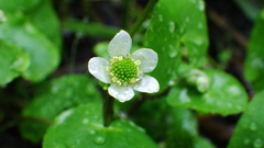 Caltha natans