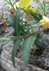Oenothera primiveris