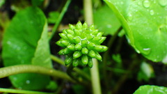 Caltha natans