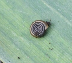 Bathyomphalus contortus