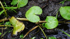 Caltha natans